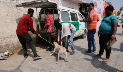 Hindistan’da G20 Liderler Zirvesi öncesi önlemler: Sokak köpekleri toplandı